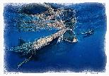 Whale Sharkin-NFT